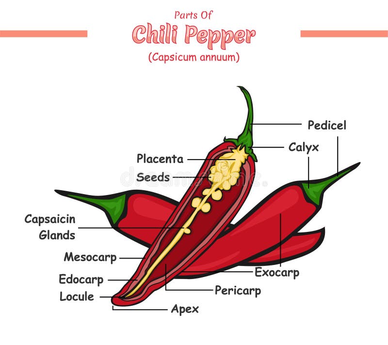 Part of a chili pepper stock vector. Illustration of diagram 269286366