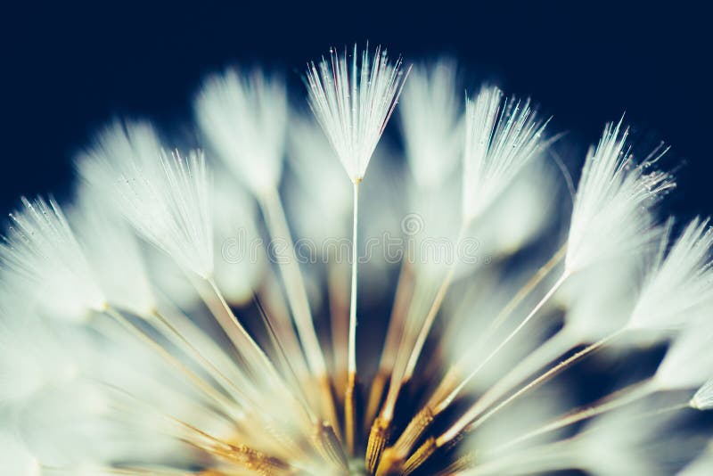 Part of dandelion flower on dark background royalty free stock photo