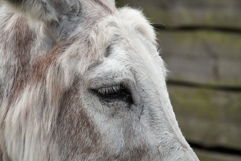 Part of a donkey head in profile royalty free stock photo