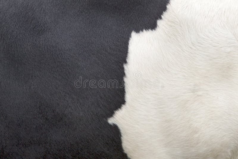 Part of hide of black and white cow stock photos Part of hide of black and white cow stock photos