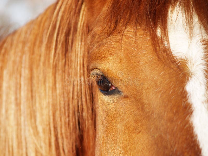 Part of a horse face (2) stock image. Image of close 19246481