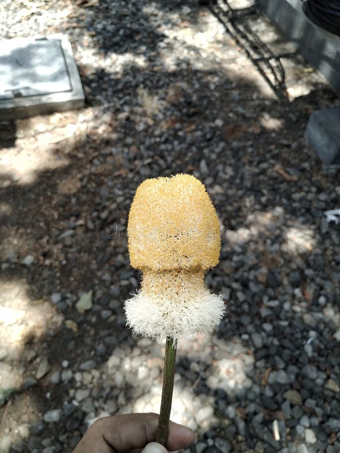 This is Part of Jackfruit Tree Falling Down Stock Photo Image of leaf