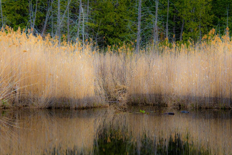 Part of a nice lake royalty free stock photo