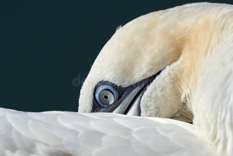 A part of one bird head in the wild Northern Gannet on the island of Helgoland on the North Sea in Germany