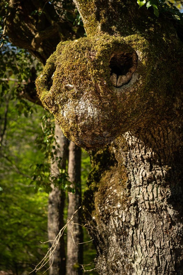 Part of the trunk of an old oak tree looking like the head of an insect