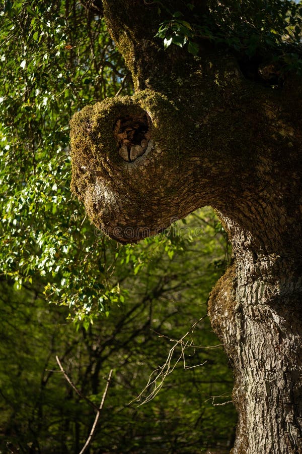 Part of the trunk of an old oak tree looking like the head of an insect