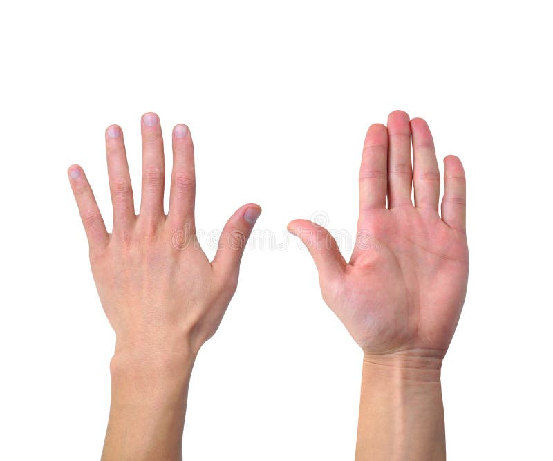 Front and back of the hand on a white background. Front and back of the hand on a white background.