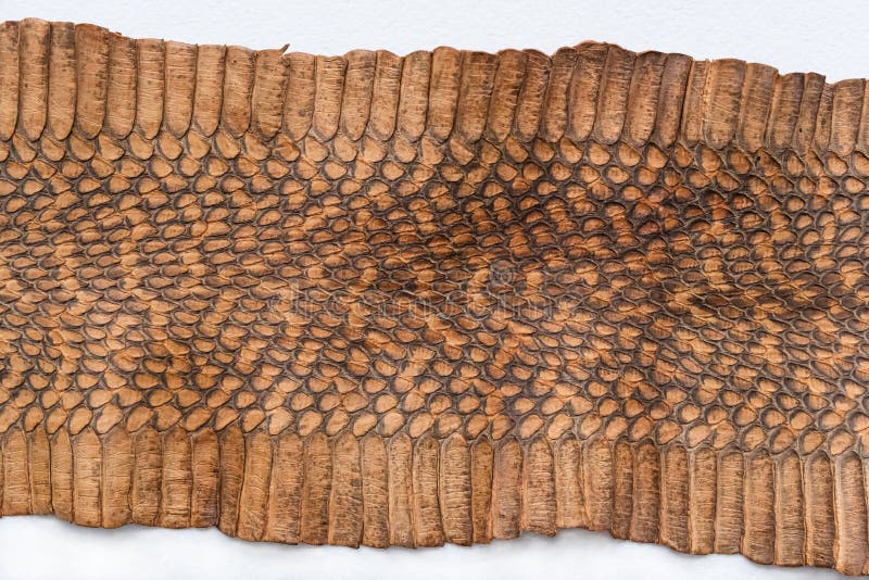 Parte de la piel de una serpiente fotografía de archivo libre de regalías Parte de la piel de una serpiente fotografía de archivo libre de regalías