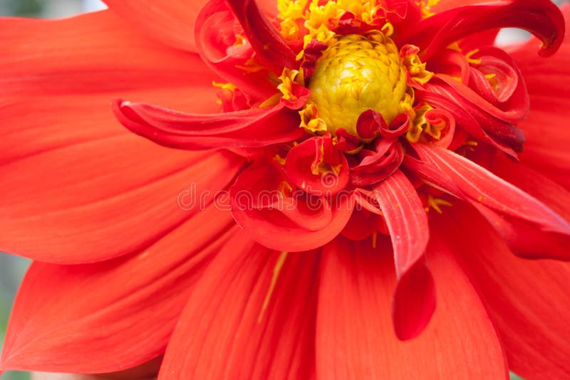 Parte del primo piano del fiore della dalia rossa con il mezzo giallo fotografia stock libera da diritti Parte del primo piano del fiore della dalia rossa con il mezzo giallo fotografia stock libera da diritti