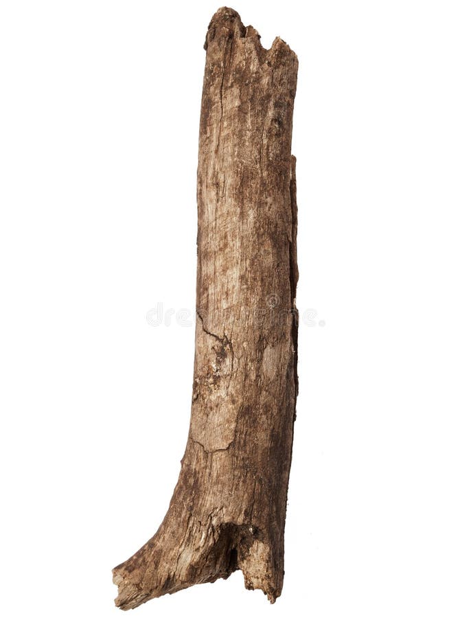 Part of tree trunk isolated on white background. Part of tree trunk isolated on white background