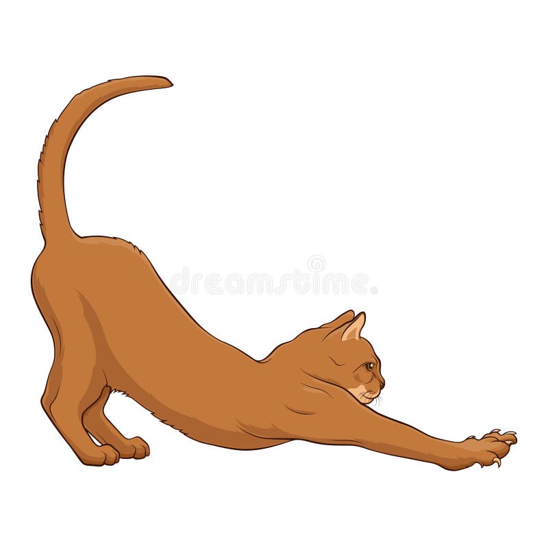 Parte posterior de Cat Stretching del abisinio Desviación en la parte posterior Gato en un fondo blanco Ilustraci?n com?n del vec stock de ilustración Parte posterior de Cat Stretching del abisinio Desviación en la parte posterior Gato en un fondo blanco Ilustraci?n com?n del vec stock de ilustración