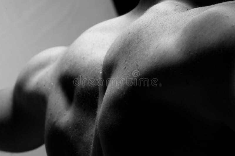 Parte posterior muscular foto de archivo Parte posterior muscular foto de archivo