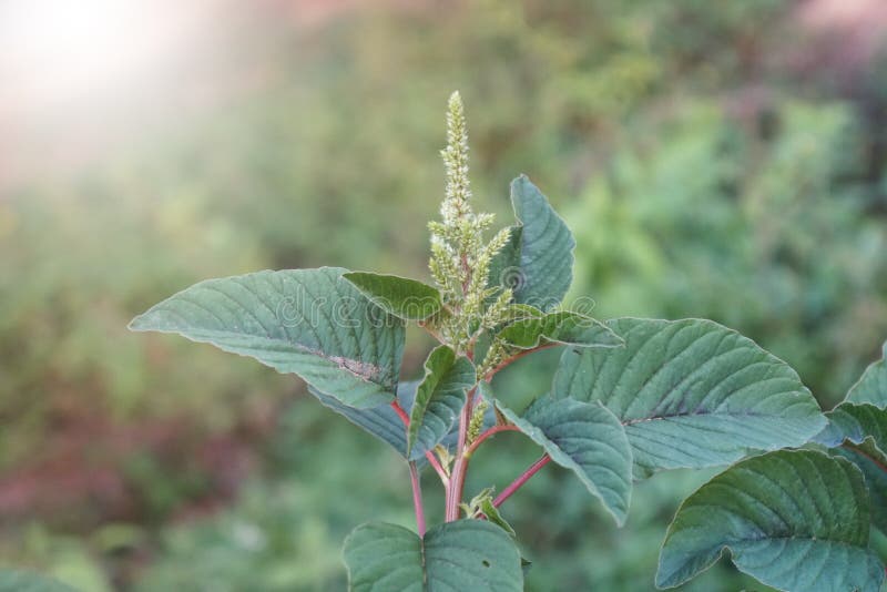 Parte superior de amaranto esbelto árbol amaranto verde amaranto sobre fondo de la naturaleza. Amaranthus viridis slender amaranth es una especie de hierba anual de la familia pigweed.