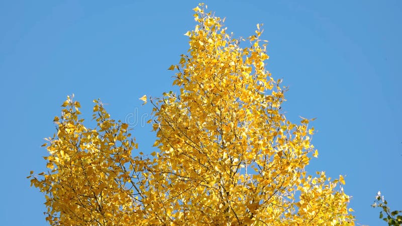 Parte superior de uma árvore com folhas amarelas