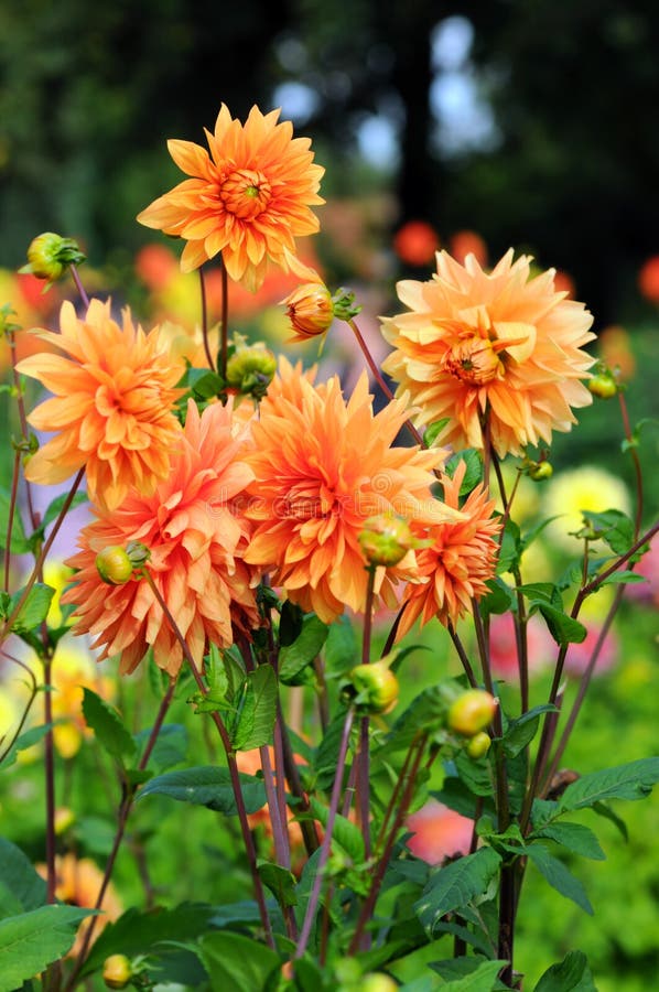 Parterre Avec Les Dahlias Oranges Image stock Image du groupe