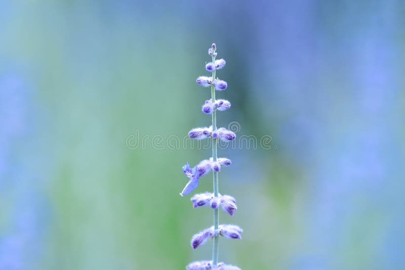 Parterre de fleur sage de floraison de région boisée sur le fond brouillé Nemorosa de Salvia, sauge de région boisée ou clary du photos stock Parterre de fleur sage de floraison de région boisée sur le fond brouillé Nemorosa de Salvia, sauge de région boisée ou clary du photos stock