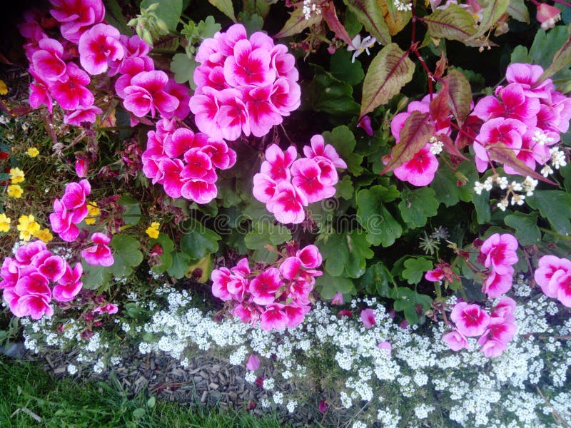 Parterre de fleurs stock photo. Image of rose, parterre 158258126