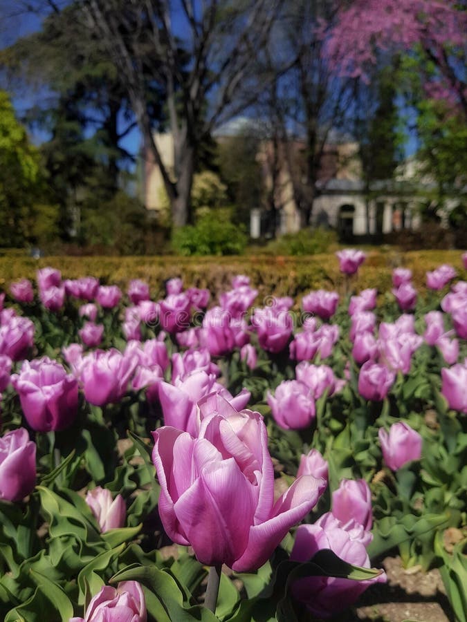 Parterre des tulipes photos stock Parterre des tulipes photos stock