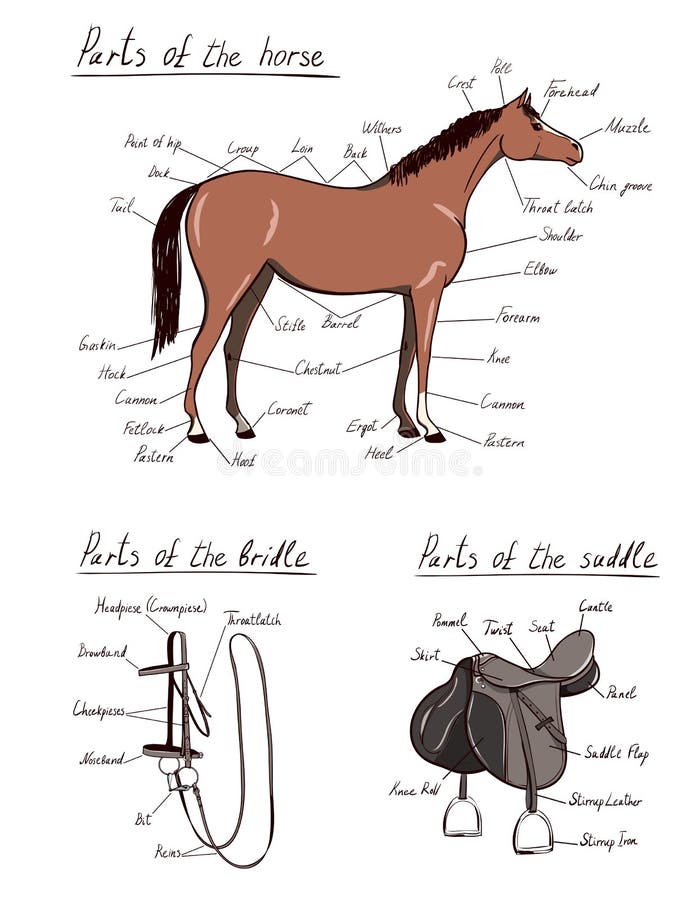 verbete da entrada Cavalo.  Download Scientific Diagram