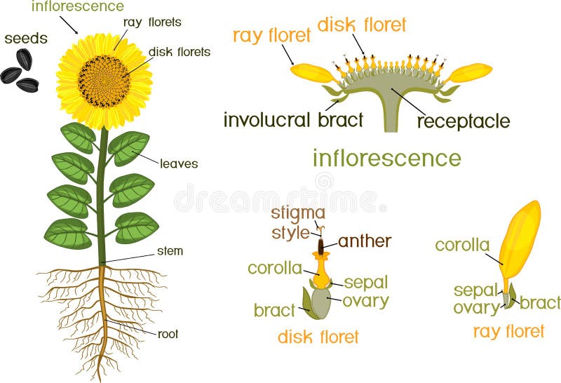 Partes De La Planta Del Girasol Morfología De La Planta Floreciente Con El  Sistema, La Flor, Las Semillas Y Los Títulos De La Raí Ilustración del  Vector - Ilustración de vector, inflorescencia: