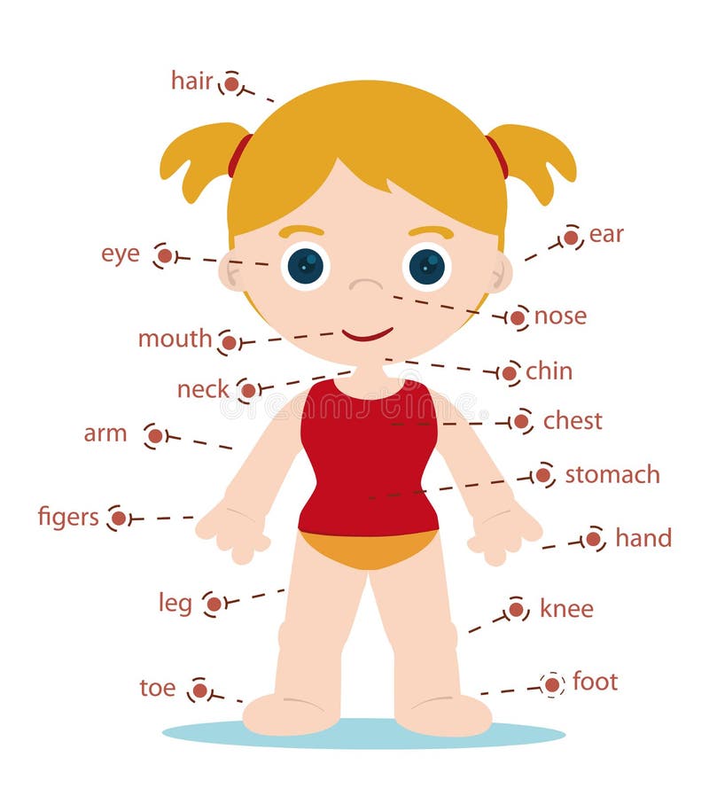Partes do corpo da menina ilustração royalty free Partes do corpo da menina ilustração royalty free