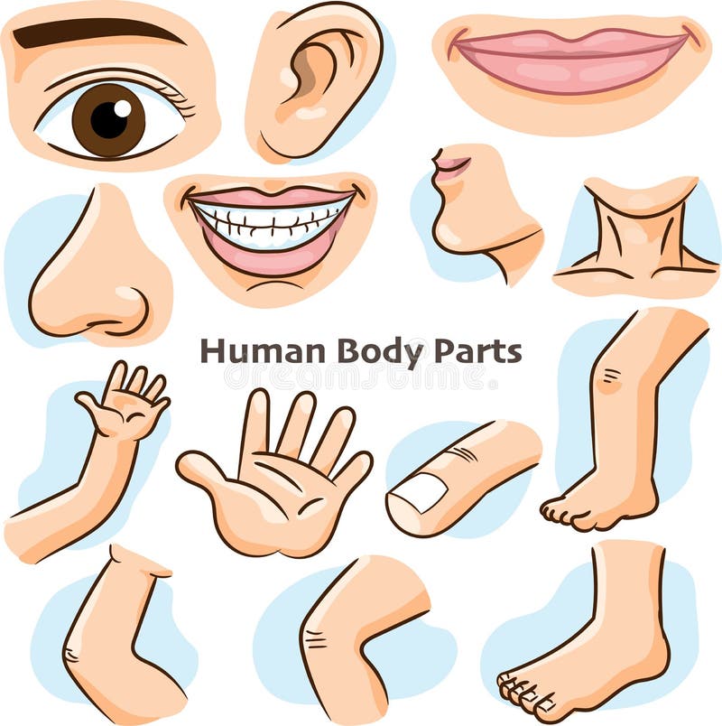 cabelo humano corpo parte desenho animado ilustração 22990980 PNG