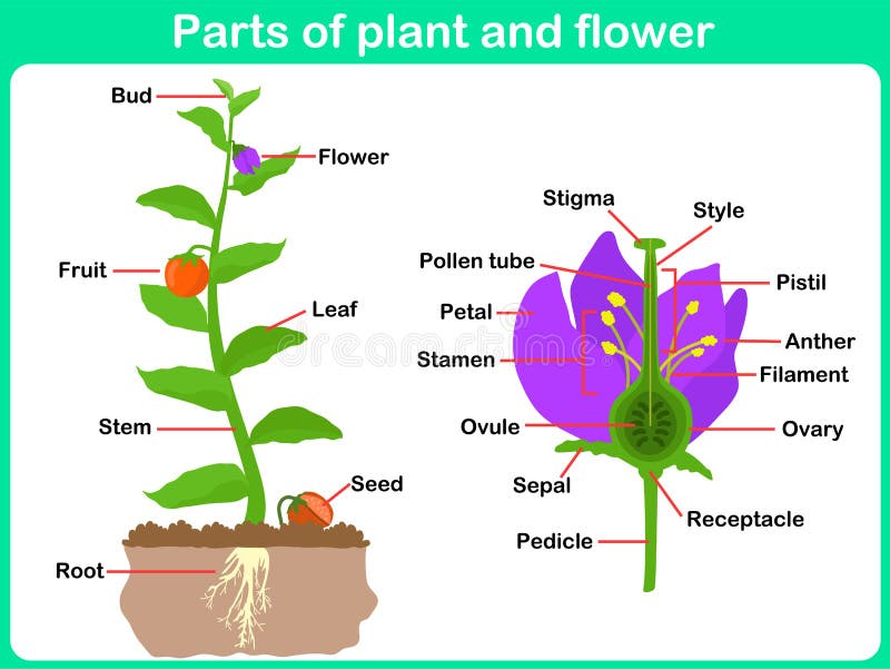 Partes que se inclinan de la planta y de la flor para los niños