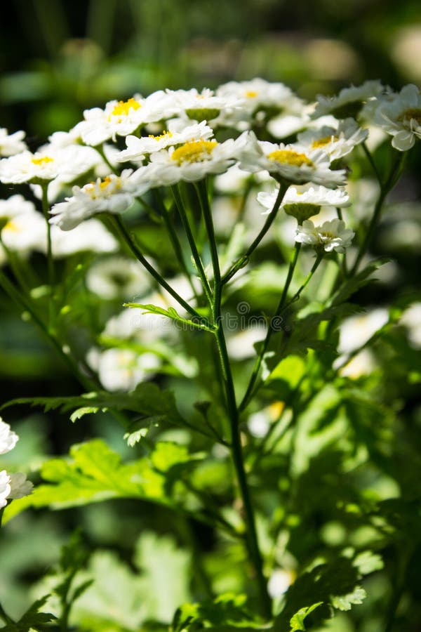 Parthenium van Feverfewtanacetum in bloem Massa van wit en geelbloemen van traditioneel geneeskrachtig kruid in de madeliefjefami royalty-vrije stock foto's Parthenium van Feverfewtanacetum in bloem Massa van wit en geelbloemen van traditioneel geneeskrachtig kruid in de madeliefjefami royalty-vrije stock foto's
