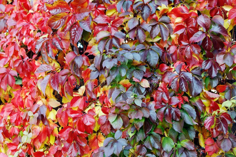 Colorful red and green Leaves of a Virginia creeper (Parthenocissus quinquefolia) Vine Plant in Autumn. Colorful red and green Leaves of a Virginia creeper (Parthenocissus quinquefolia) Vine Plant in Autumn