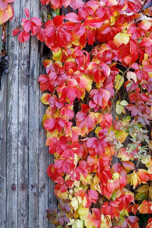 Amazing autumn background with Victoria creeper five-leaved ivy leaves creeping on wooden planks wall in sunlight with various fall colors. There is free space for text in the image. Amazing autumn background with Victoria creeper five-leaved ivy leaves creeping on wooden planks wall in sunlight with various fall colors. There is free space for text in the image