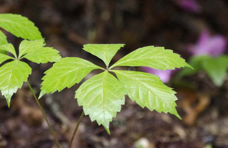 Virginia Creeper Five Leave Vine, Blue Ridge Mountains Stock Photo ...