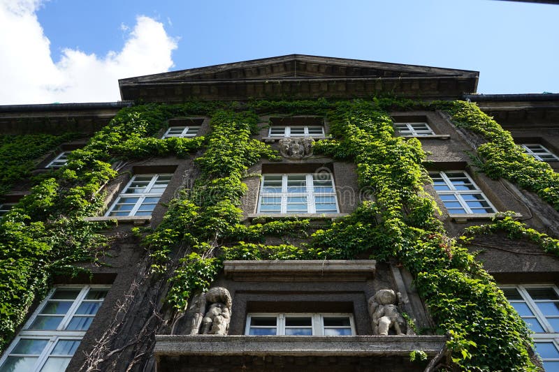 Plants in Germany. Parthenocissus tricuspidata climbs the wall of Rathaus Spandau in August. Parthenocissus tricuspidata, Boston ivy, grape ivy, Japanese ivy, Japanese creeper, and woodbine, is a flowering plant. Berlin, Germany. Plants in Germany. Parthenocissus tricuspidata climbs the wall of Rathaus Spandau in August. Parthenocissus tricuspidata, Boston ivy, grape ivy, Japanese ivy, Japanese creeper, and woodbine, is a flowering plant. Berlin, Germany.