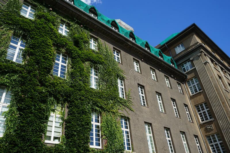 Plants in Germany. Parthenocissus tricuspidata climbs the wall of Rathaus Spandau in August. Parthenocissus tricuspidata, Boston ivy, grape ivy, Japanese ivy, Japanese creeper, and woodbine, is a flowering plant. Berlin, Germany. Plants in Germany. Parthenocissus tricuspidata climbs the wall of Rathaus Spandau in August. Parthenocissus tricuspidata, Boston ivy, grape ivy, Japanese ivy, Japanese creeper, and woodbine, is a flowering plant. Berlin, Germany.