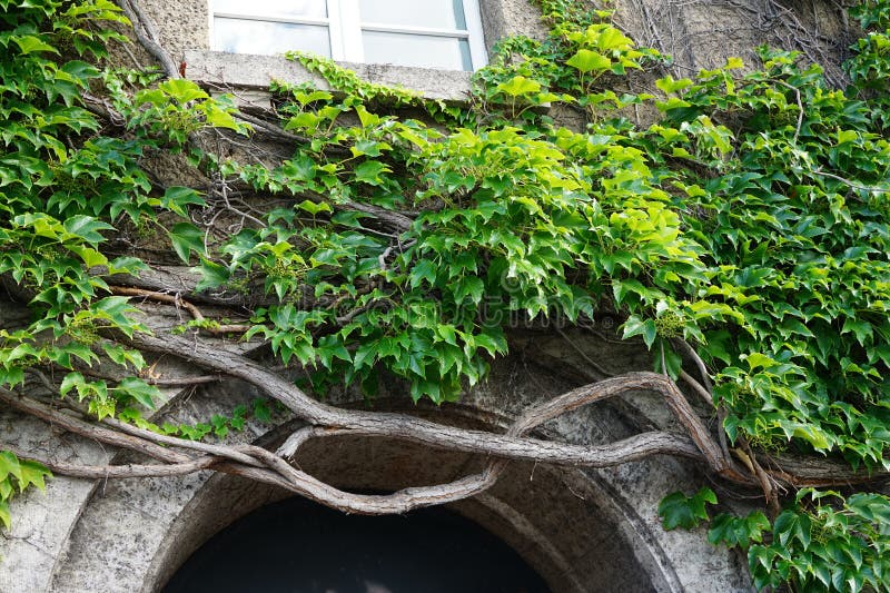 Plants in Germany. Parthenocissus tricuspidata climbs the wall of Rathaus Spandau in August. Parthenocissus tricuspidata, Boston ivy, grape ivy, Japanese ivy, Japanese creeper, and woodbine, is a flowering plant. Berlin, Germany. Plants in Germany. Parthenocissus tricuspidata climbs the wall of Rathaus Spandau in August. Parthenocissus tricuspidata, Boston ivy, grape ivy, Japanese ivy, Japanese creeper, and woodbine, is a flowering plant. Berlin, Germany.