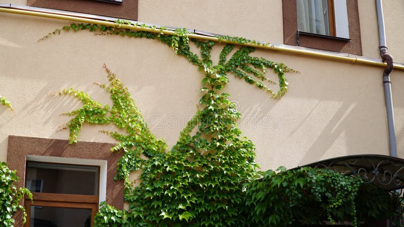 Parthenocissus tricuspidata. Decorative liana on the facade of the building. n