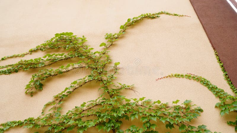 Parthenocissus tricuspidata. Decorative liana on the facade of the building. n