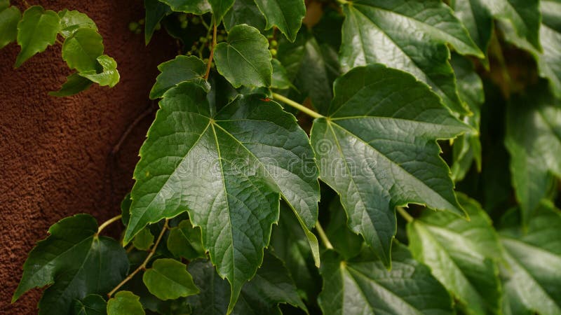 Parthenocissus tricuspidata. Decorative liana on the facade of the building. n