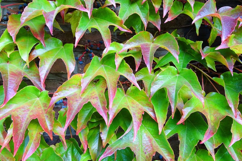 Green Japanese creeper. Parthenocissus tricuspidata. Climbing plant. Green Japanese creeper. Parthenocissus tricuspidata. Climbing plant.