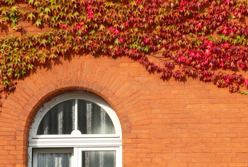 Parthenocissus tricuspidata or Japanese creeper turning red in august. The plant is growing against an orange wall from an old building. Part of a white window. Parthenocissus tricuspidata or Japanese creeper turning red in august. The plant is growing against an orange wall from an old building. Part of a white window