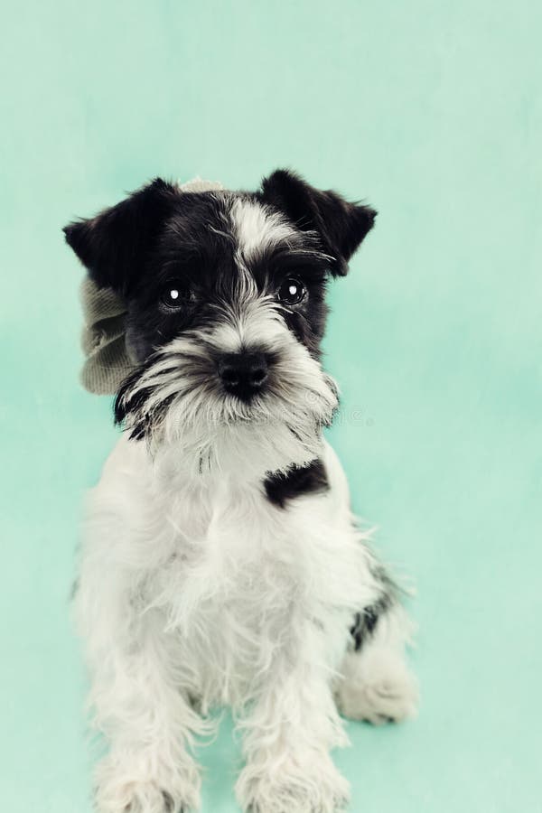 Parti mini schnauzer 2025