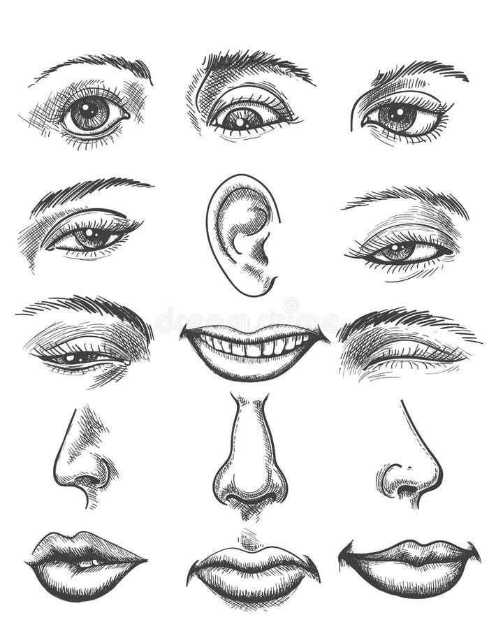 Parti d'annata del viso umano di schizzo royalty illustrazione gratis Parti d'annata del viso umano di schizzo royalty illustrazione gratis