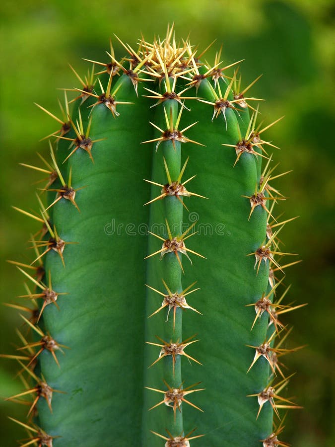 Particolare del cactus fotografia stock Particolare del cactus fotografia stock