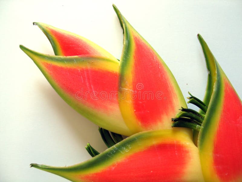 Particolare tropicale del fiore fotografia stock libera da diritti Particolare tropicale del fiore fotografia stock libera da diritti