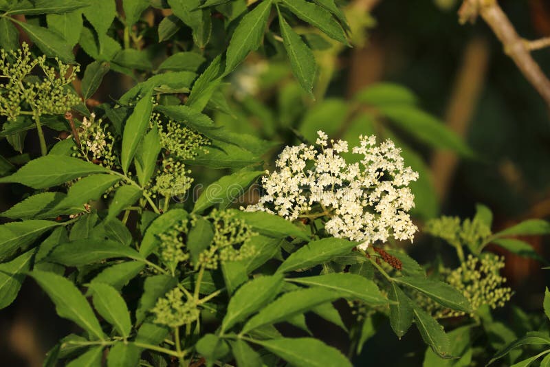 Particolari relativi al sambucus nigra, fiore maggiore. fiori di colore cremoso e molto profumati ricoperti di foglie verdi. erba fotografia stock libera da diritti