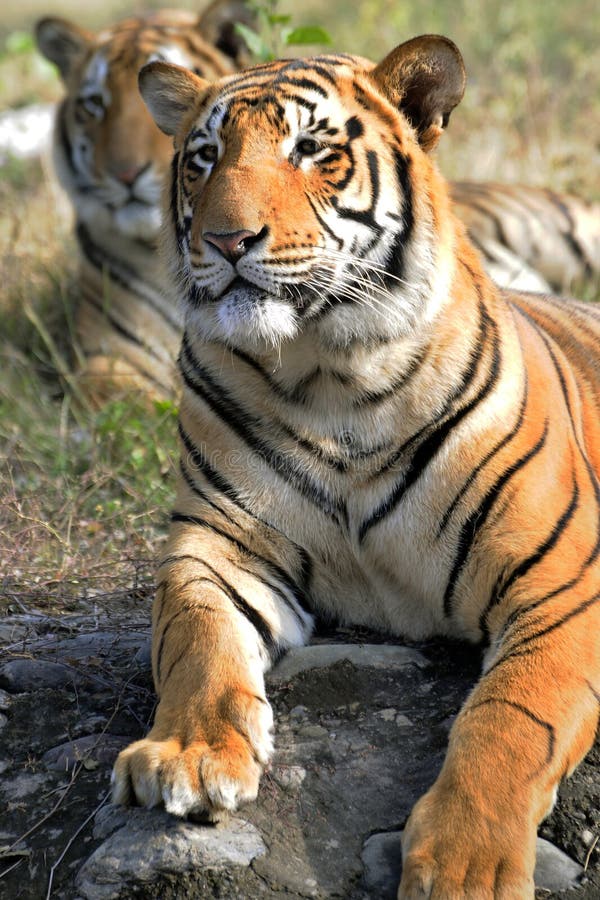 partiger royaltyfria foton partiger royaltyfria foton