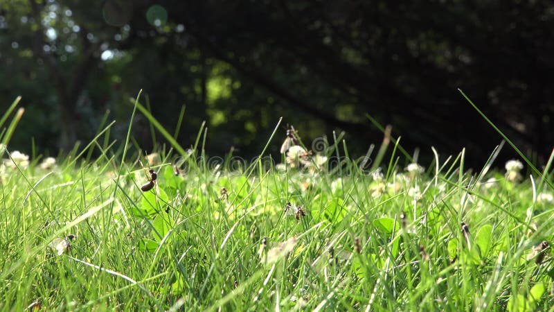 Partij van gevleugelde mierengang op gras en vlieg omhoog Insectnest tijdens het zwermen het koppelen tijd in aard 4K
