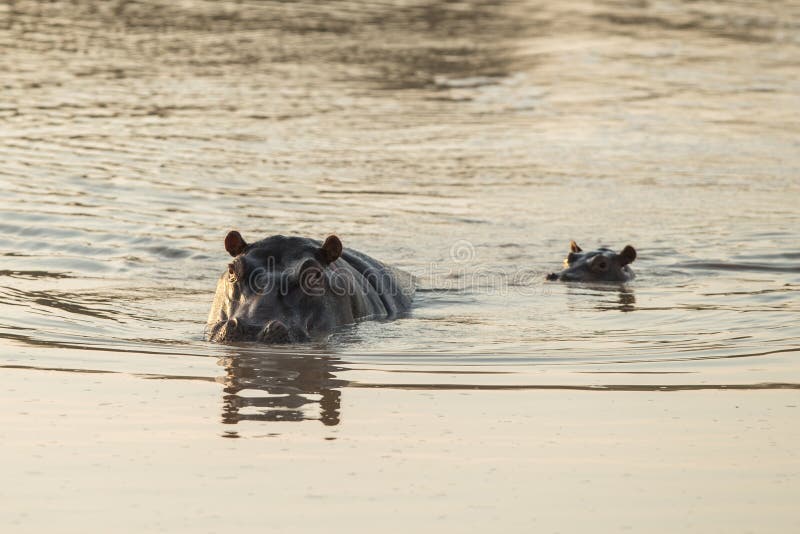 Partly submerged hippopotamus Hippopotamus amphibius, or hippo, its eyes and ears only above the water in Krueger Park, South