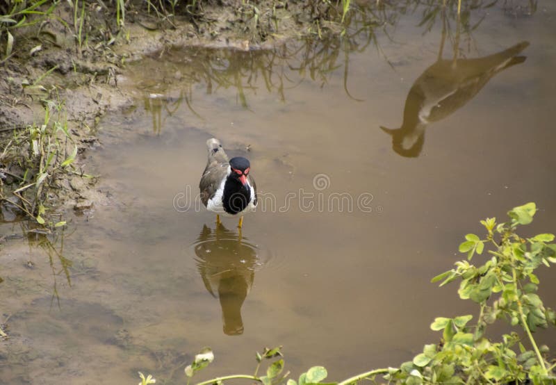 The Partridge Bird is Sitting in the Water of the Pond. Reflection in Water Stock Photo Image