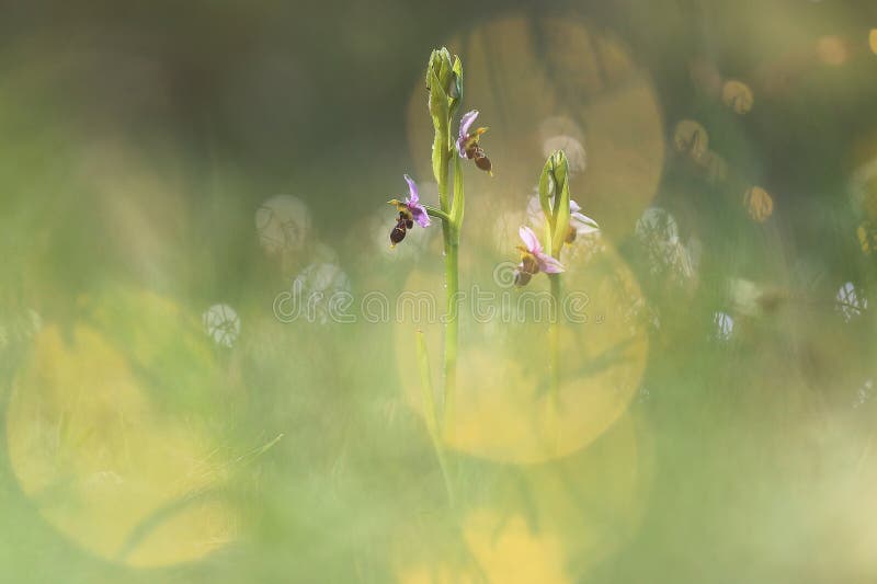 Partridge orchids softly illuminated in a golden field, with a dreamlike bokeh adding a touch of enchantment royalty free stock images