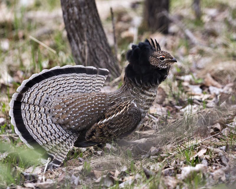 Partridge Stock Photos. Grouse struts mating plumage.  Mating season. Fan tail. Brown colour feathers plumage. Spring season.